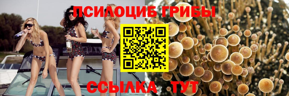как найти   Вход с VPN  Рязань  Галлюциногенные грибы мицелий 